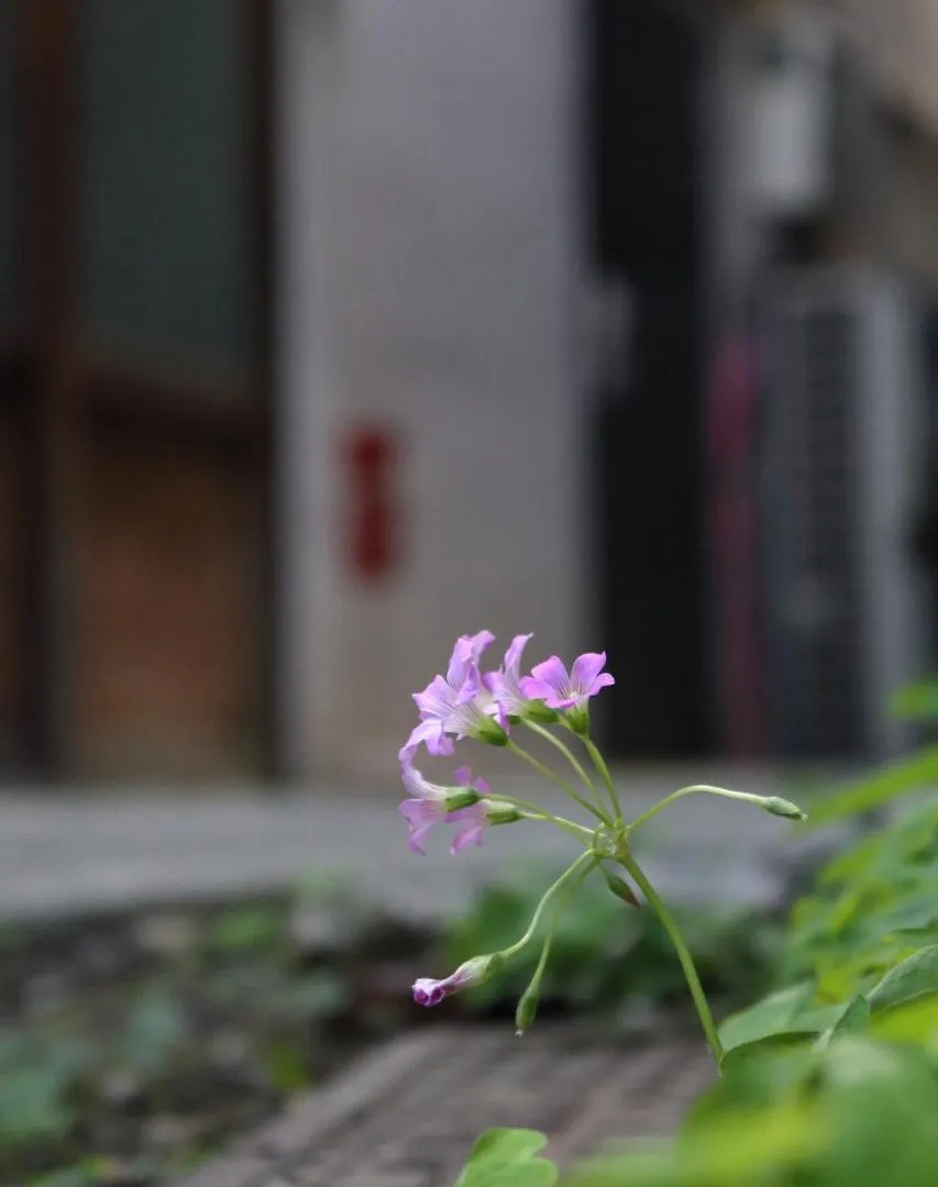 Chiyoda Inn Tokyo 2*,  Japan
